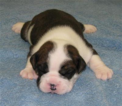 Puppies in Auburn